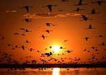 土耳其成群火烈鸟飞过落日 景致如画（组图）