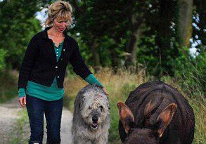 英国3岁小毛驴以为自己是狗 爱遛弯、爱抱抱、爱看网球