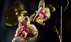 阿根廷举办兰花节 200多个珍贵兰花品种争奇斗艳
