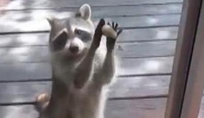 浣熊妈妈敲门讨食 眼神哀怨惹人生怜（图）