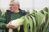 英国哈罗盖特秋季花展举办巨型蔬菜大赛