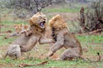 跃动的荷尔蒙：南非两雄狮为争与雌狮约会火拼