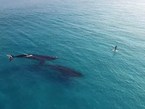 澳大利亚两巨鲸与冲浪者“擦肩而过【高清组图】