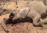 “血牙”：非洲象牙制品背后的残忍杀戮（组图）