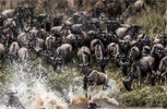 坦桑尼亚百万角马大迁徙 场面狂野壮观【高清组图】