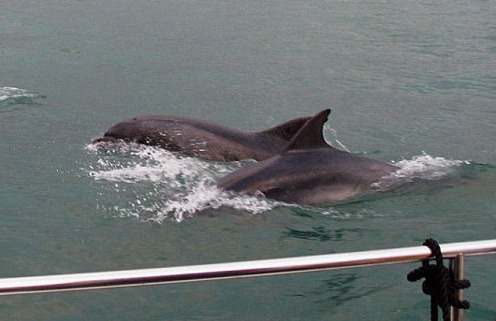 英海豚海岸边上演罕见集体表演秀 壮观超前