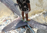 印尼渔民捕到两头鲸鲨尸体 成孩子大型玩具(组图)