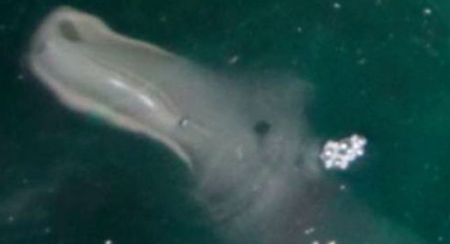 男子海洋洞穴拍到神秘生物：让人想起希腊神话