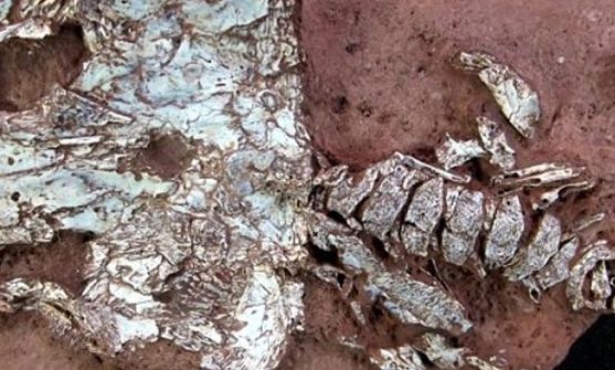 巴西发现2亿年前两栖动物化石