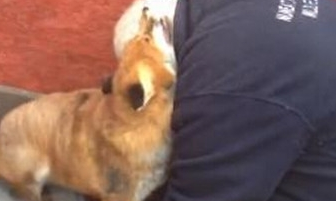 萌萌哒！被救小狐狸7年后再见恩人