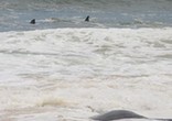 澳大鲨鱼潜伏海岸 试图享用鲸鱼尸体
