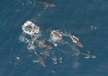 壮观！60头座头鲸南非近海享磷虾盛宴