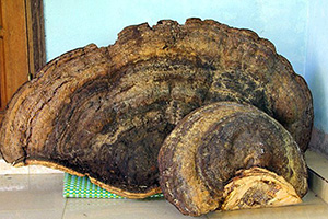 越南惊现重达70公斤灵芝 当地人8000元买下