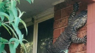 澳男子家中惊现2米长巨蜥 网友调侃来自侏罗纪(图)