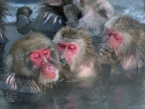 日本北海道猴子泡温泉 表情“销魂”【高清组图】