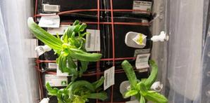 百日菊在空间站茁壮成长 个头比地面小伙伴大