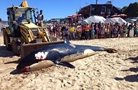 虎鲸在南非海滩搁浅死亡 胃里塞满垃圾【组图】