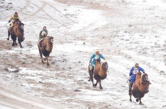 雪域草原赛骆驼