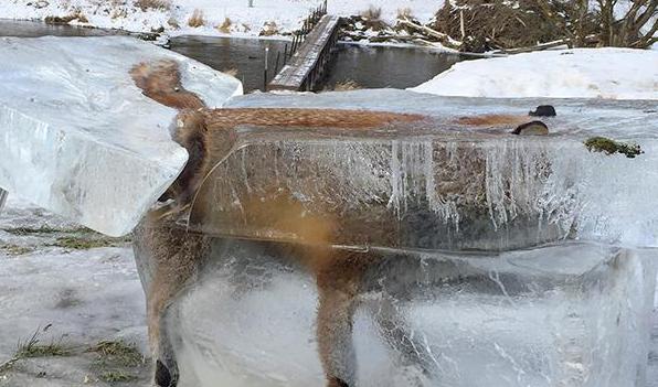 一只狐狸掉进河里 被冻成&ldquo;冰雕&rdquo; 高清