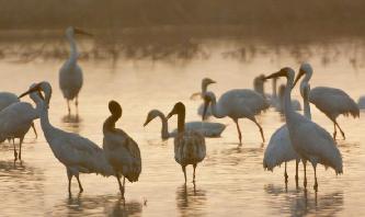 越冬候鳥“候鳥天堂”鄱陽湖嬉戲覓食