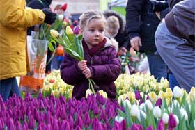 荷兰迎来国家郁金香日