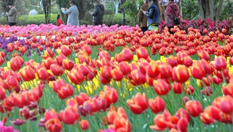 福州公园万株郁金香绽放引游人