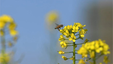 福州近百亩油菜花盛放醉游人