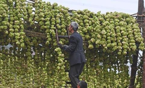 重庆：小菜头大产业 助推村民增收