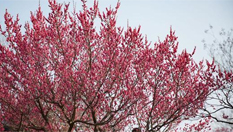 南京东郊&ldquo;情人梅&rdquo;情人节盛放