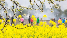 重慶南川春花爛漫