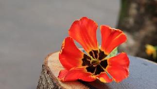 法兰克福棕榈园举办&ldquo;春天&rdquo;花卉展 高清