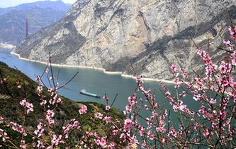 三峡桃花开