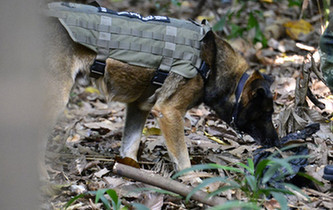 萌犬大作为！实拍&ldquo;神犬奇兵&rdquo;搜山破案