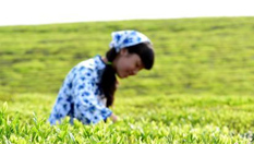 江西德兴江南春雨催新芽 千亩丘陵忙采茶