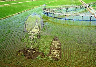 遼寧沈陽&ldquo;3D稻田畫&rdquo;進入觀賞期