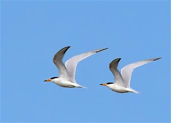 特写：“神话之鸟”的“闽江口舞步”