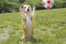 日本小狗多才多艺受热捧