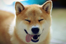 日本&ldquo;微笑柴犬&rdquo;获全球最幸福小狗称号 粉丝超过80万（高清）