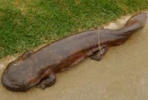 日本学生路边发现1米长娃娃鱼似哥斯拉（图）