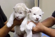 动物界的“白雪公主” 日本姬路双胞胎白狮诞生(图)