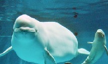 日本诞生白海豚宝宝 与母海豚池中同游活力十足