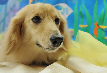 日本宠物也清凉！浴衣萌犬大搜罗（组图）