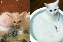 日本丑小猫变身公主猫 主人称是爱的结晶