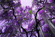 花的天堂 足利花海公园