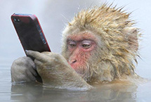 小猴子泡澡玩手机 野生动物摄影展现自然大观