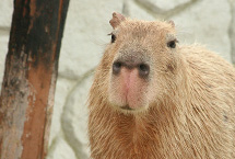 日本动物园残疾水豚4岁生日 众多游客为其庆生