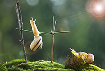 大力士蜗牛上演&ldquo;蜗牛版&rdquo;引体向上秀肌肉