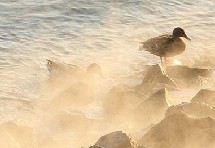 国际自然摄影赛揭晓 温馨惊险皆自然(高清)