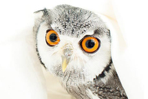 日本宠物界新秀：萌翻了的猫头鹰（组图）