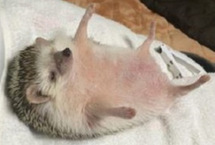 日本:小刺猬享受护理可爱照走红网络（图）